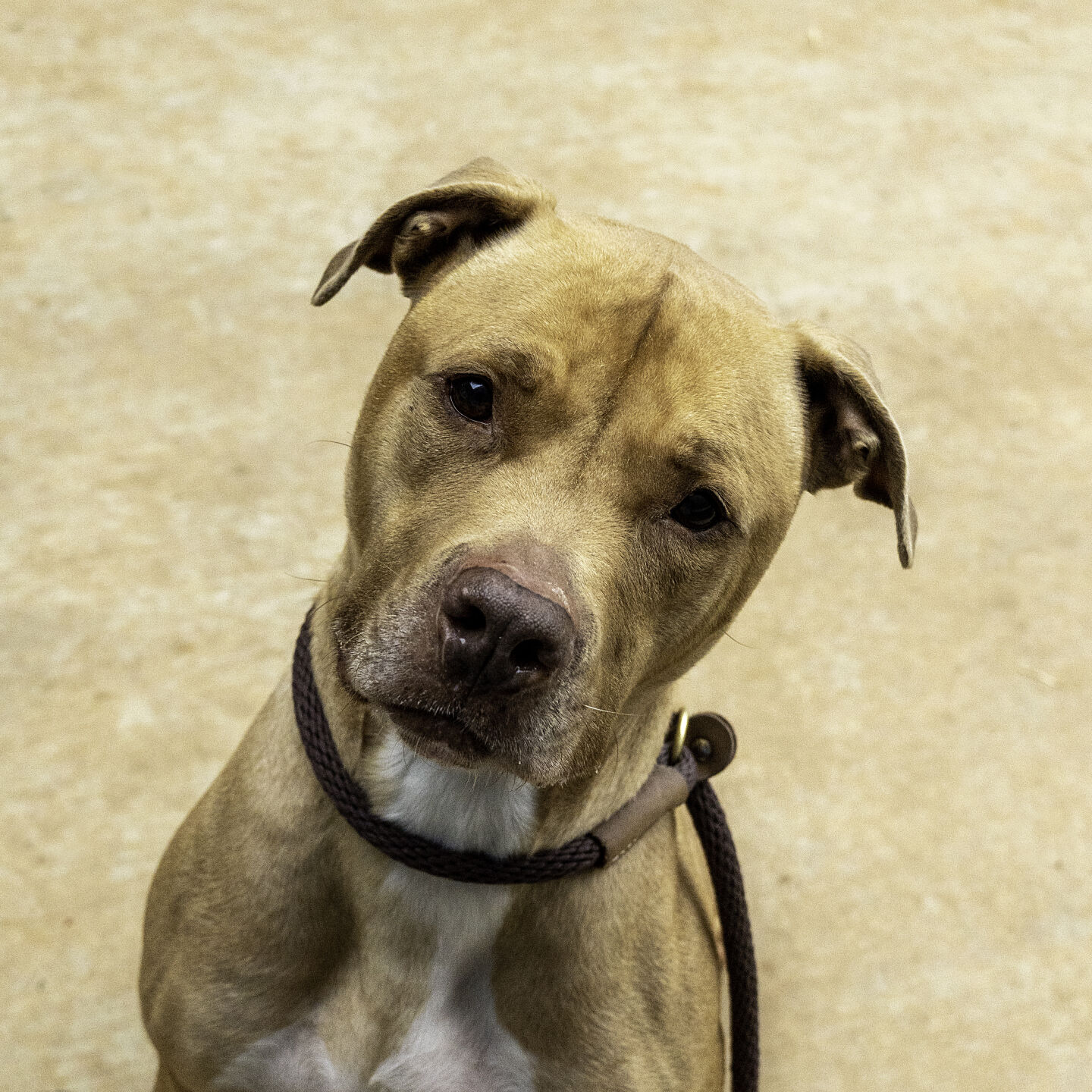 Pet of the Week: Mailbox